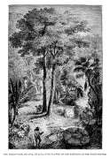 400px-Upas_Tree_-_Antiaris_toxicaria_-_1887_Illustration.jpg