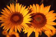 girasole