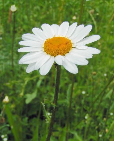 Leucanthemum-vulgare.jpg