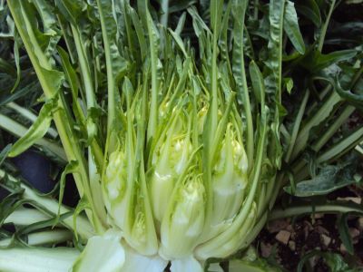 Puntarelle.jpg