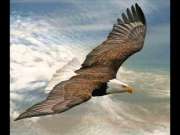 Aquila in volo- foto dal web