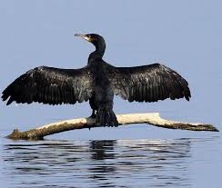 Cormorano- foto dal web