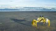 Granchio in riva al mare- foto dal web