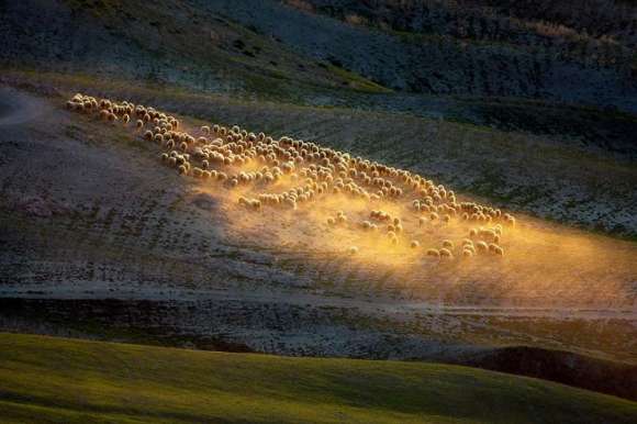 Greggi sulle colline- foto di Marcin Sobas