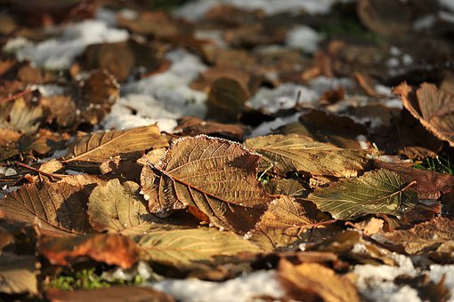 leaves-1821107__340.jpg