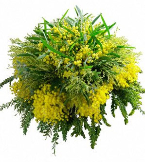 mimose.jpg