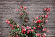 rose-sul-muro-di-mattoni-4531215.jpg