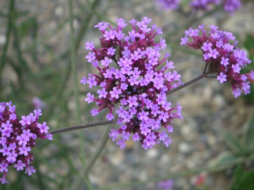 verbena-bonariensis.jpg